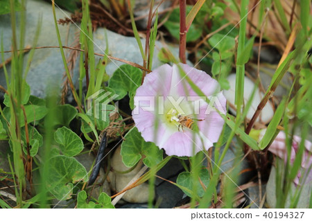 Bee pollination Bee pollination 40194327