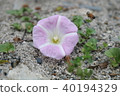 Bee pollination 40194329