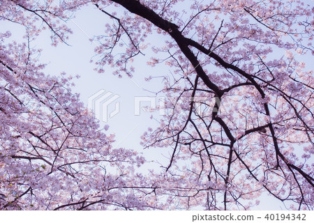 櫻花下的懷舊風景和櫻花，櫻花和藍天，盛開的櫻花，仰視 40194342