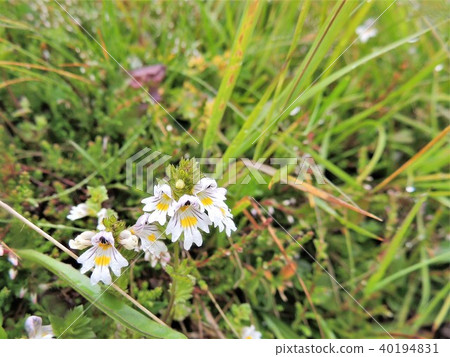 Alpine plants in the Tyrol Alps: White system 8 Alpine plants in the Tyrol Alps: White system 8 40194831