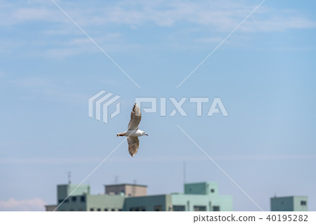 Flying black-headed gull 40195282