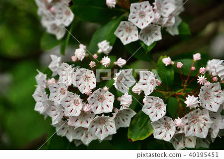 Bud and flowers of Kalmia 40195451