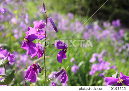 紫色蔬菜 紫色蔬菜 40195523