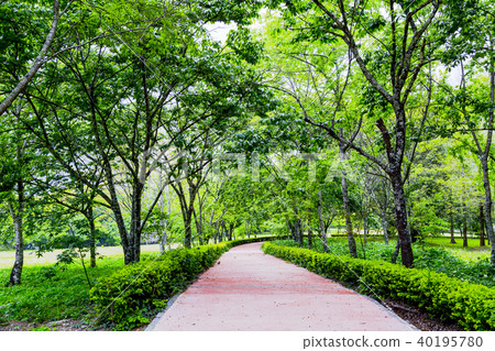 Woods trail 40195780