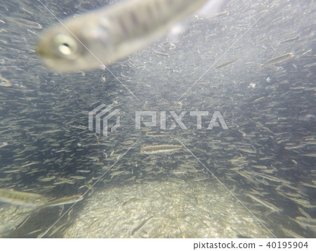Salmon fry (swimming) Salmon fry (swimming) 40195904