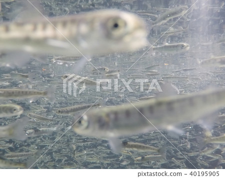 Salmon fry (swimming) Salmon fry (swimming) 40195905