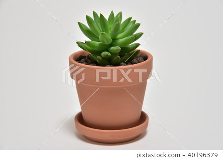 多汁植物 40196379