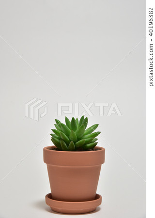 多汁植物 40196382