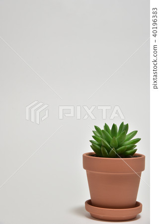 多汁植物 40196383