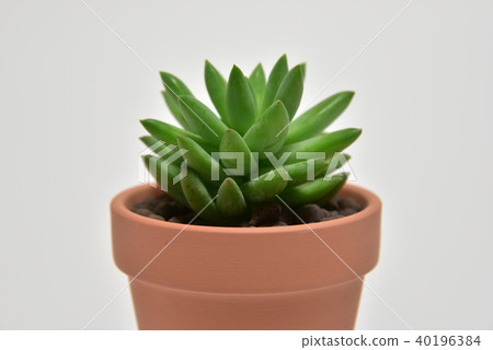 Succulent plants 40196384