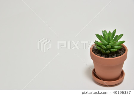 Succulent plants 40196387