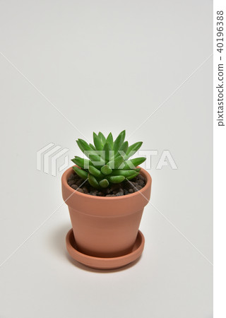 多汁植物 40196388