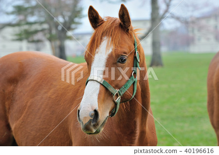 Thoroughbred horse 40196616