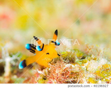 Udafuritsuzaya Umizushi 40196927