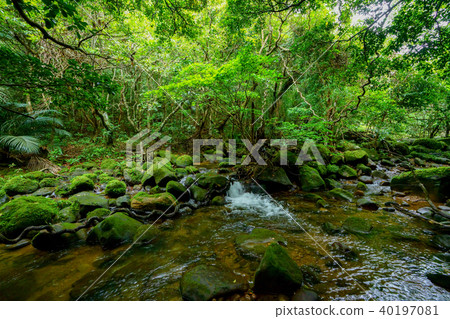 Jungle of Iriomote Island 40197081