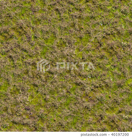 Grass with Moss. Seamless Texture. Grass with Moss. Seamless Texture. 40197200