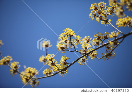 Flower of Sanshui 40197350