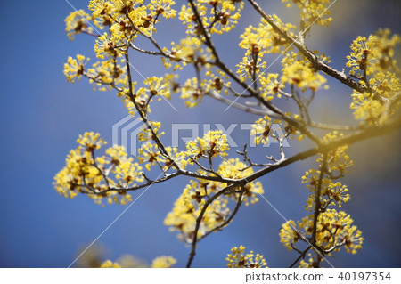 Flower of Sanshui 40197354