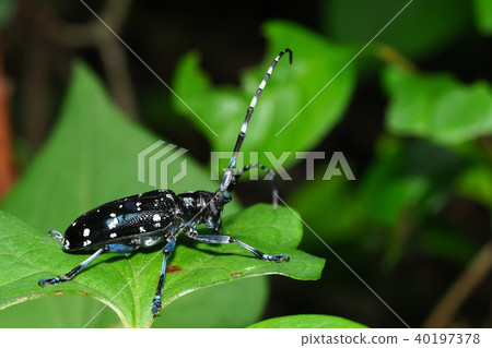 Affiliation Affiliation 40197378