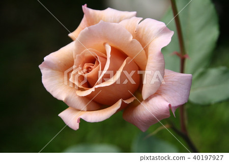 Barra Julia 40197927