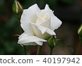 Rose Pascali 40197942