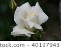 Rose Pascali 40197943