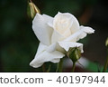 Rose Pascali 40197944