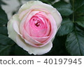 Rose Pierre de Ronzar 40197945