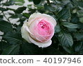 Rose Pierre de Ronzar 40197946