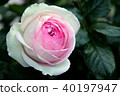 Rose Pierre de Ronzar 40197947