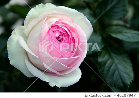 Rose Pierre de Ronzar Rose Pierre de Ronzar 40197947