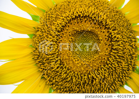[Sunflower field] 40197975