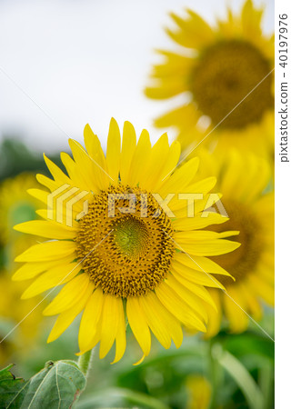 [Sunflower field] 40197976