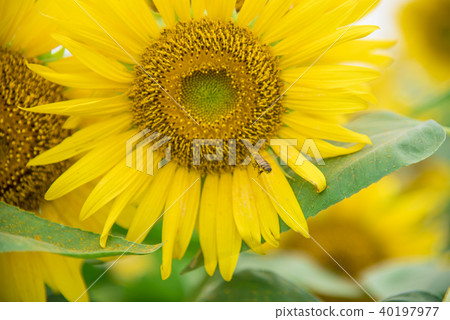 [Sunflower field] 40197977