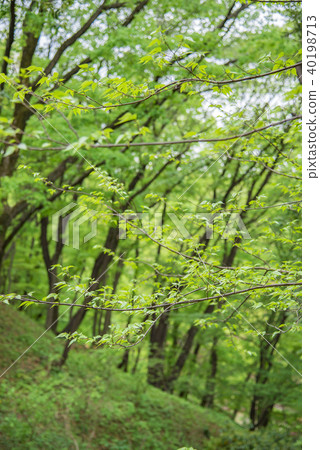 [Yakushiike Park Machida] 40198713