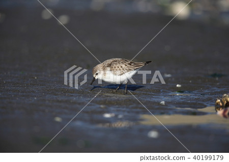 Toenen的冬天的翅膀 Toenen的冬天的翅膀 40199179