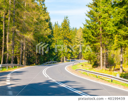 Asphalt road in the green coniferous forest on sunny summer day 40199439