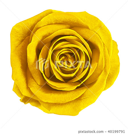 Flower yellow rose isolated on white background Flower yellow rose isolated on white background 40199791