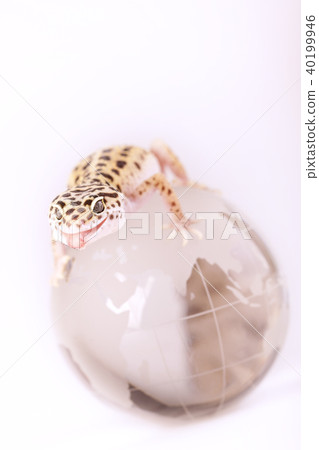 Closeup of gecko 40199946