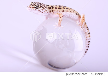 Closeup of gecko 40199948