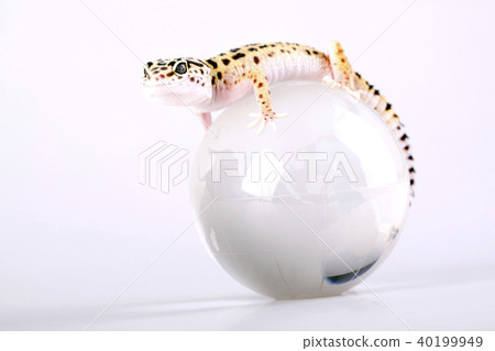 Closeup of gecko 40199949