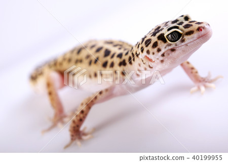Closeup of gecko 40199955