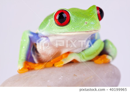 Frog on rock Frog on rock 40199965
