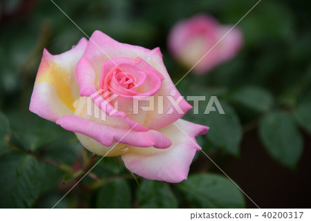 rose	 40200317