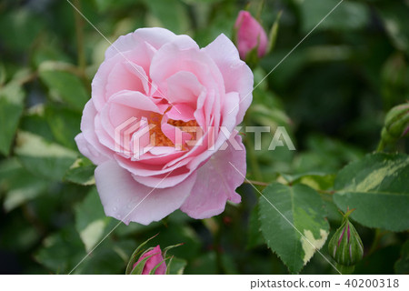 rose	 40200318