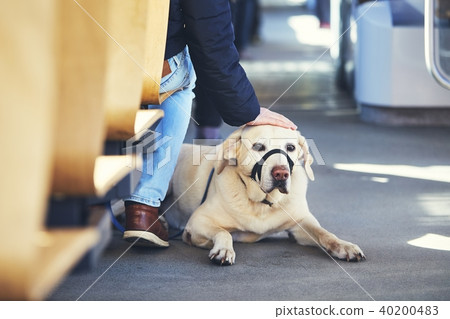 Travel with dog by public transportation 40200483