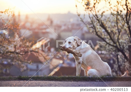 Dog is in spring nature 40200513