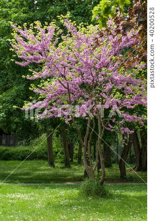 Judaism tree (Cercis siliquastrum)  in urban park 40200528