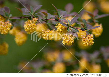 yellow flowers on Berberis vulgaris plant 40200532