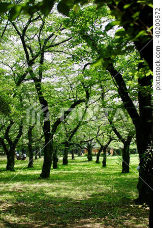Midsummer Yoyogi Park Midsummer Yoyogi Park 40200872